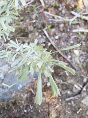 Artemisia spiciformis
