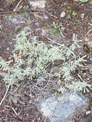 Artemisia spiciformis