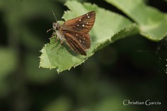 Piruna cyclosticta
