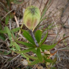 Lilium philadelphicum