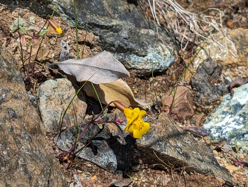 bare monkeyflower (Erythranthe nudata)