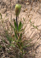 Lilium philadelphicum