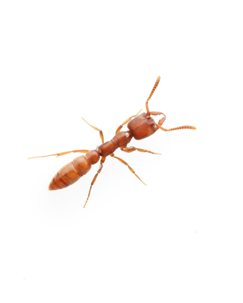 Vampire Ant