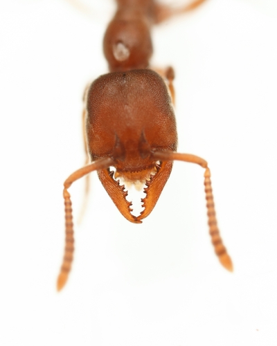 Eastern Dracula Ant photo 3