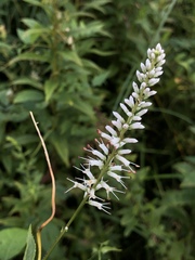 Veronicastrum