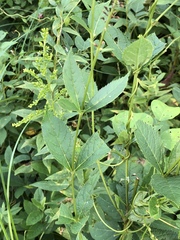Veronicastrum