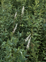 Veronicastrum