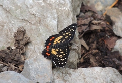 Chlosyne melitaeoides