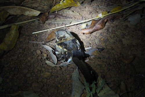 iNaturalist image