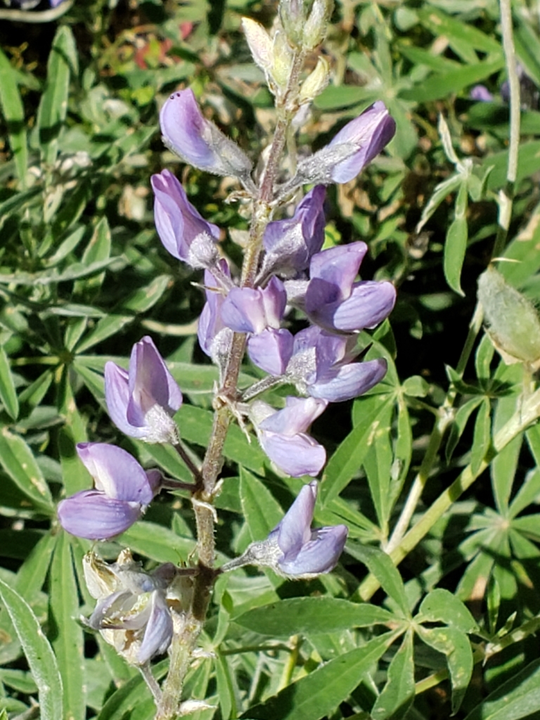 Silky Lupine from Wallowa County, US-OR, US on August 18, 2019 at 10:00 ...