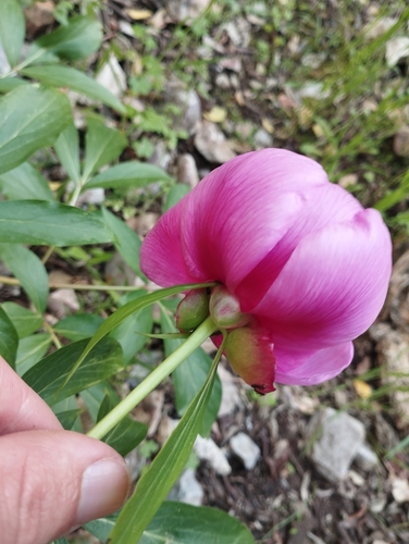 Image of Paeonia broteri by (c) Mikel Etxeberria Okariz, some rights reserved (CC BY)