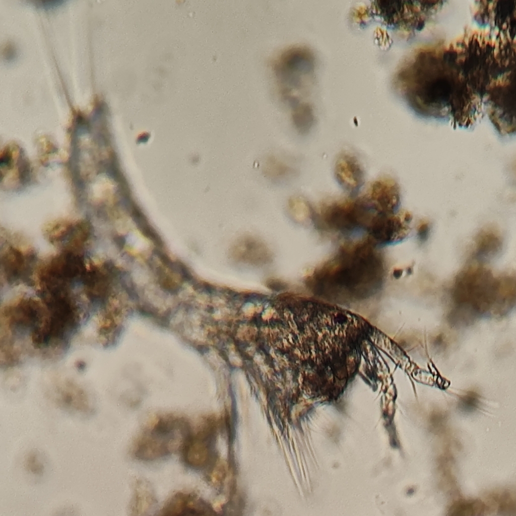 Arenopontiidae