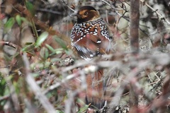 Ianthocincla ocellata