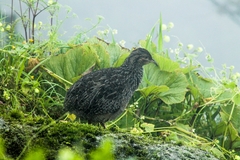 Nothoprocta pentlandii