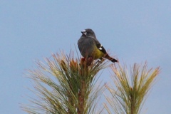 Mycerobas carnipes