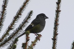 Mycerobas carnipes