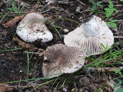 Russula adusta