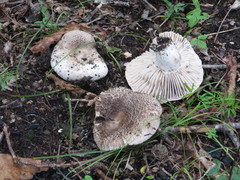 Russula adusta