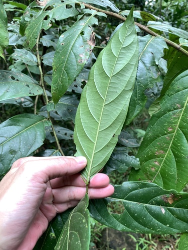 Image of Glochidion zeylanicum by (c) 呂一起(Lu i-chi), some rights reserved (CC BY)