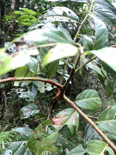 Image of Glochidion zeylanicum by (c) 呂一起(Lu i-chi), some rights reserved (CC BY)