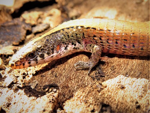 Amaral's Colobosaura, Acratosaura mentalis