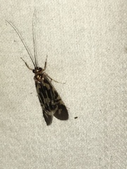 Macrostemum zebratum