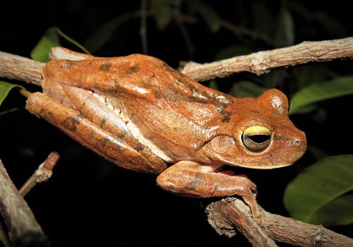 Serra dos Barbados Tree Frog, Bokermannohyla diamantina