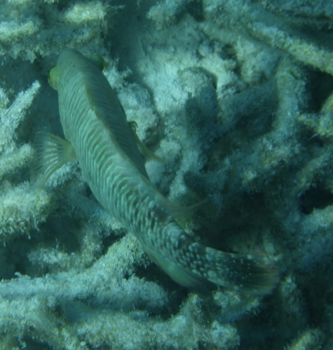 Tripletail Maori Wrasse (Cheilinus trilobatus)