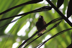 Crithagra rufobrunnea