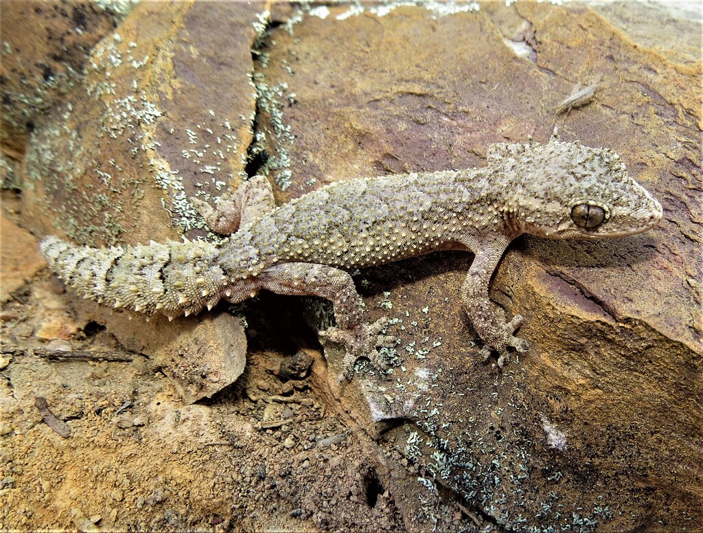 Amaral's Brazilian Gecko