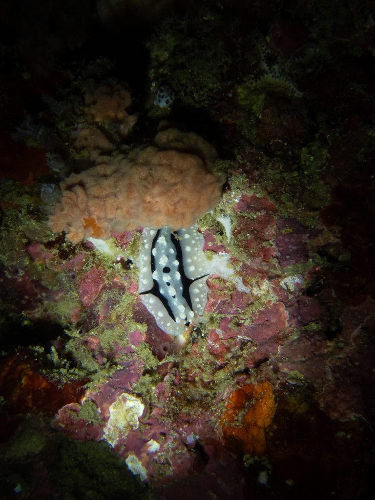 Crested Wart Slug
