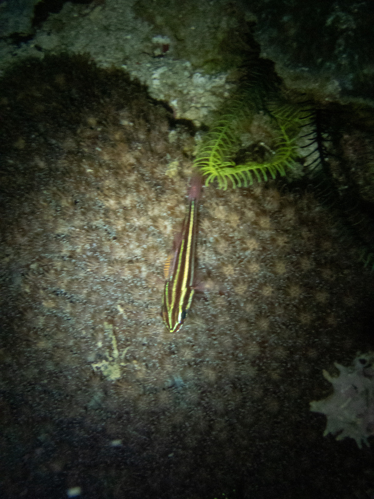 Blackbanded Soldierfish