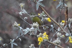 Aethopyga nipalensis