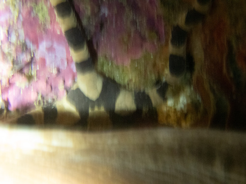 ワモンクモヒトデ