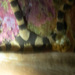 ワモンクモヒトデ