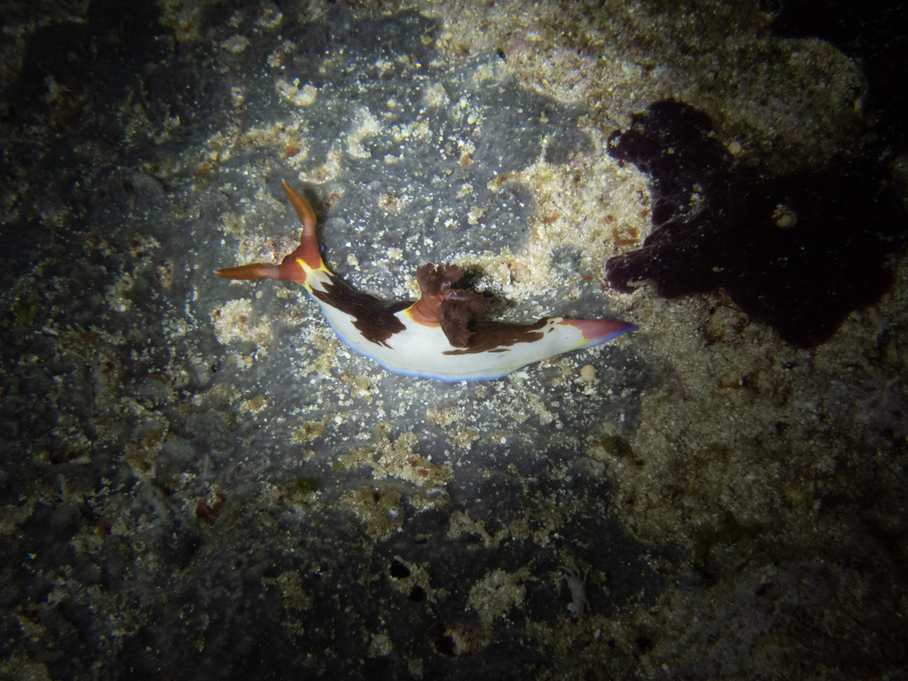 Chamberlain's Nembrotha
