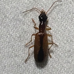 Leptotrachelus dorsalis