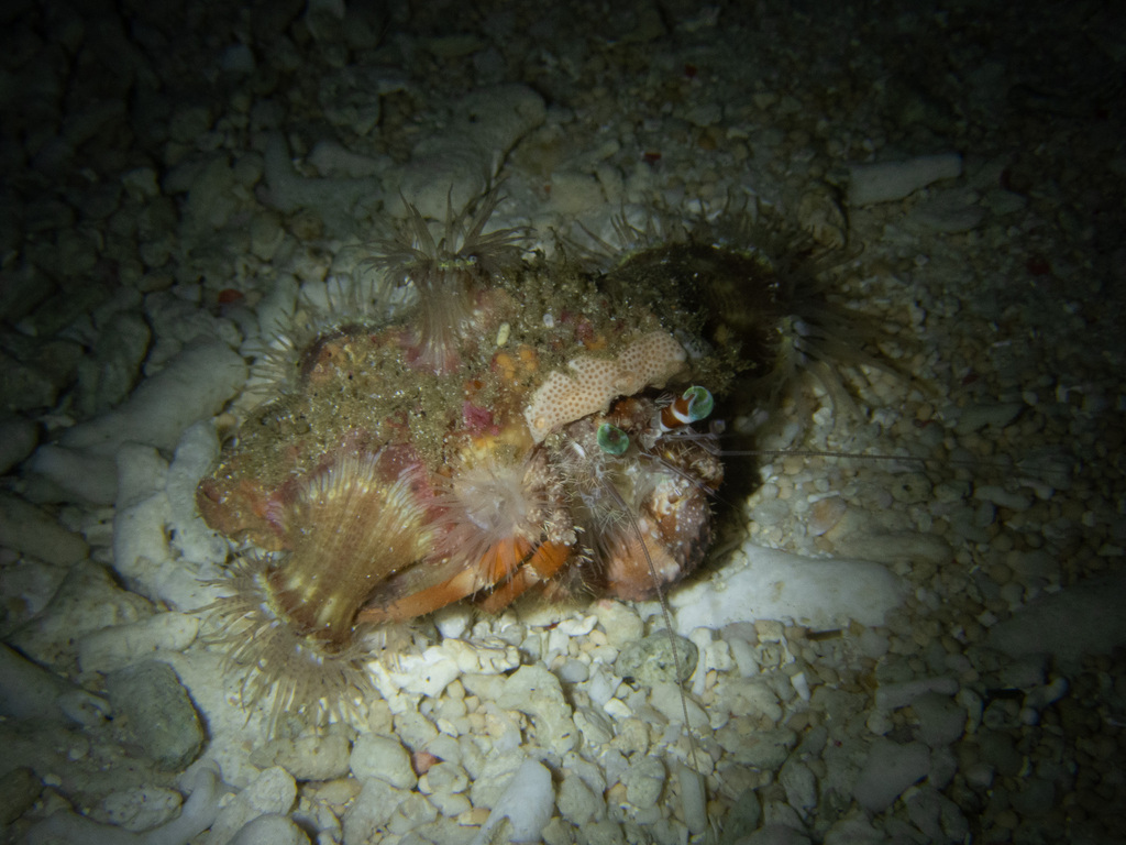 Anemone hermit crab