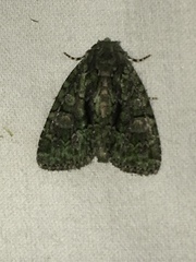 Phosphila miselioides