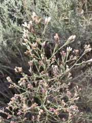 Pseudognaphalium ramosissimum