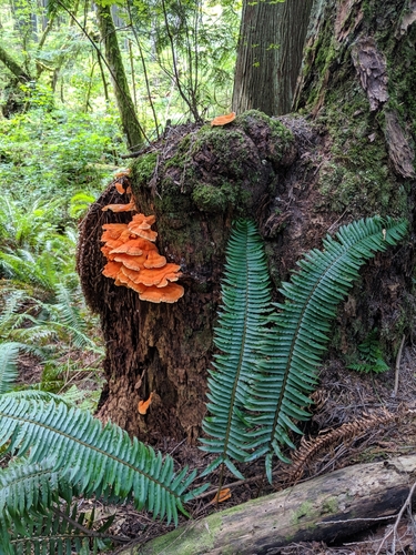 Conifer Chicken of the Woods
