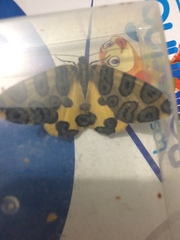 Pantherodes pardalaria