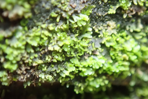 Image of Riccardia latifrons by no rights reserved