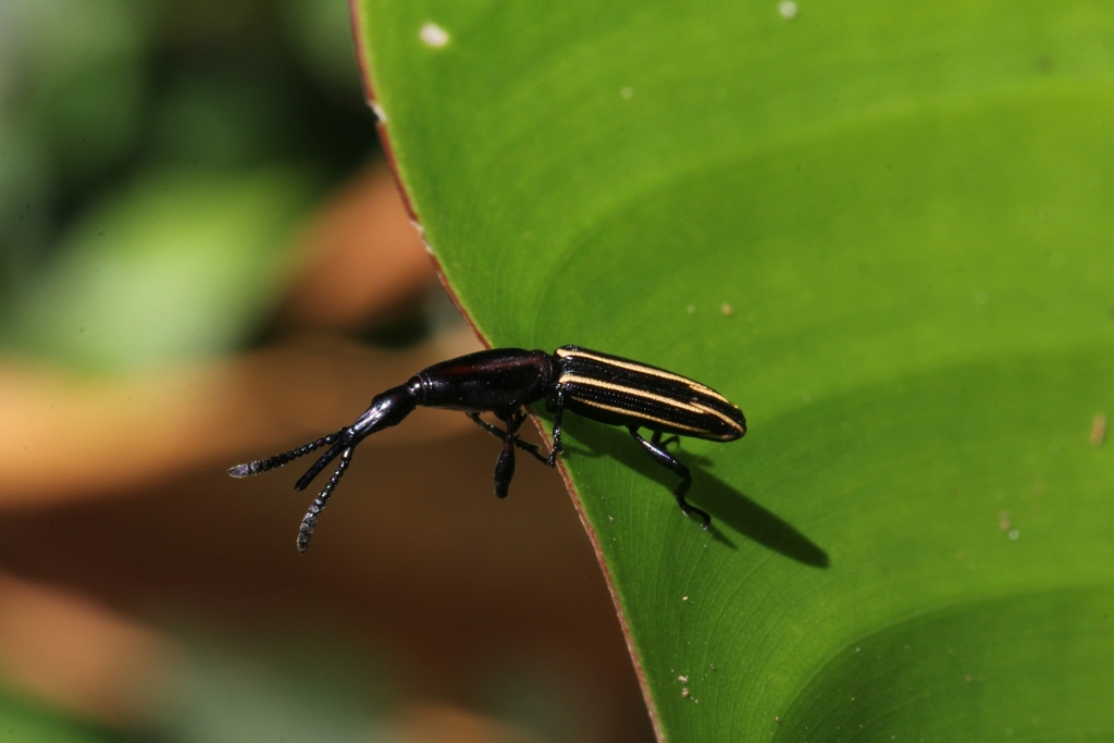 Brentus mexicanus