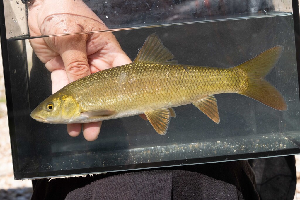 Albanian Barbel