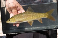 Albanian Barbel photo 1