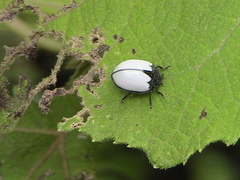 Epilachna nigrocincta