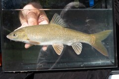 Albanian Barbel photo 2