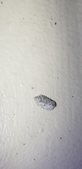 Flatoidinus punctatus