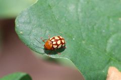 Cryptocephalus guttulatus